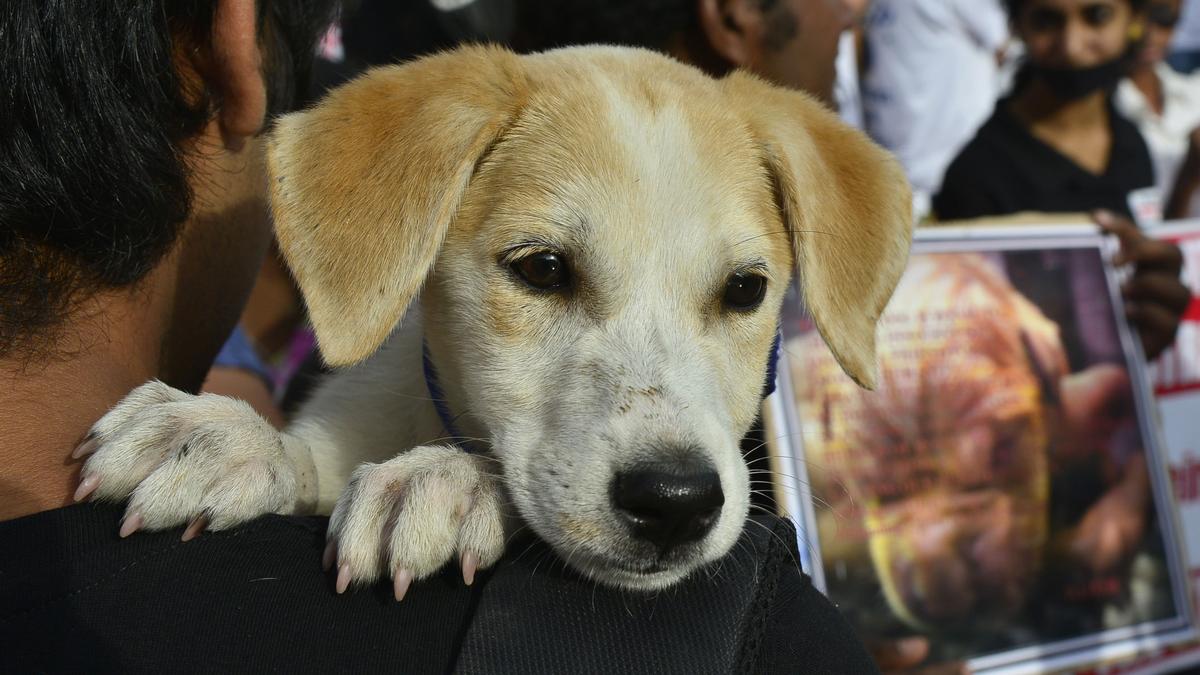 Will people of Bengaluru learn to clean up after their pets after the High Court’s directions? 
Premium