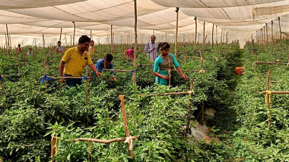 Pilot project to record carbon emissions in government owned seed farms in Kerala