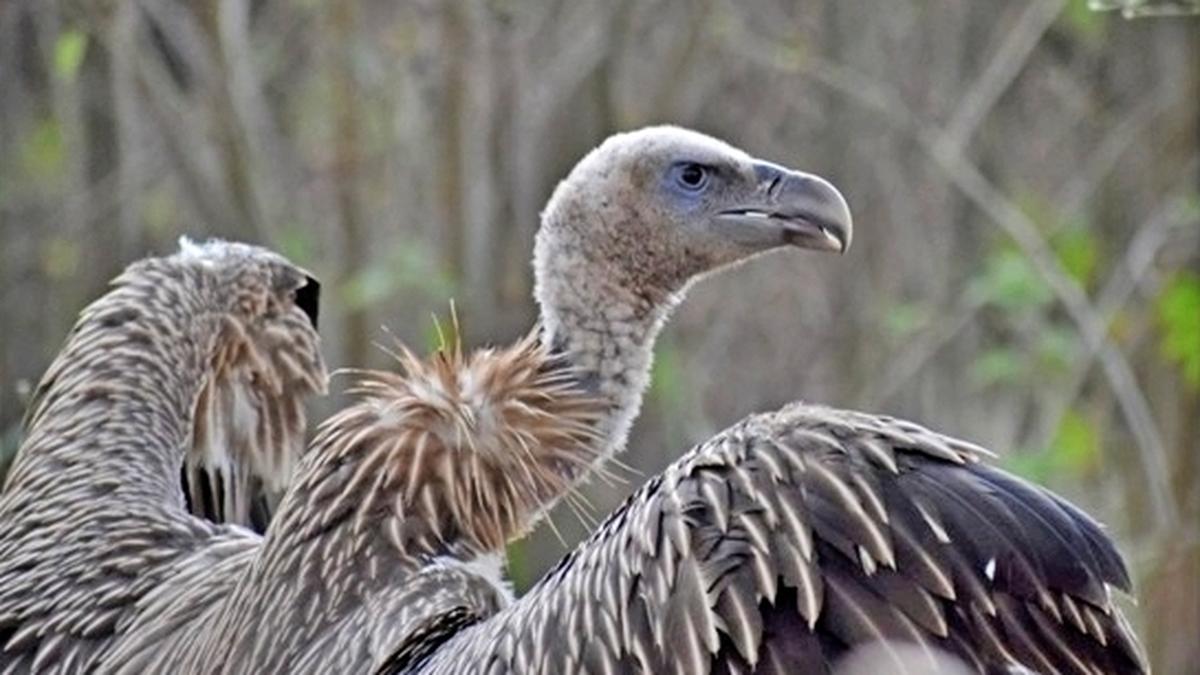 Wayanad Wildlife Sanctuary offers a safe haven for vultures