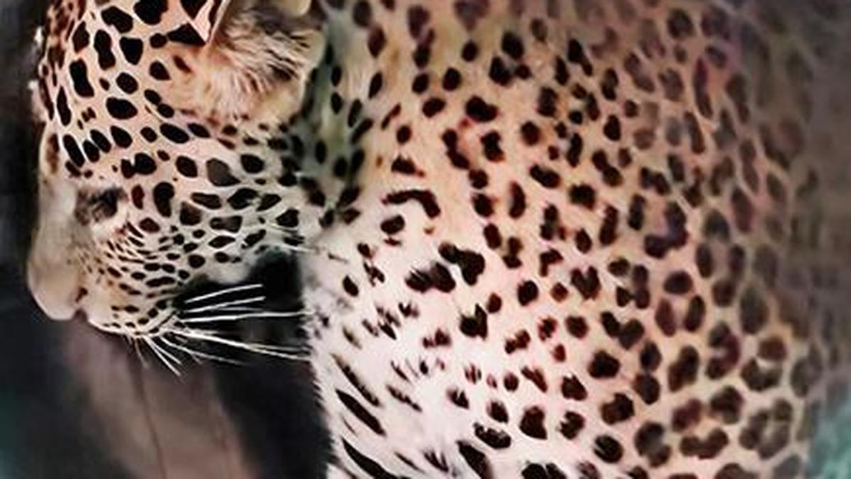 Mysuru woman braves leopard to save mother-in-law, earns Minister’s praise