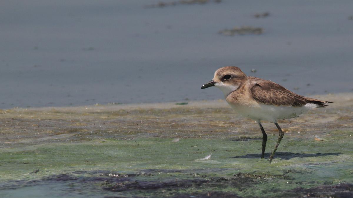 A mascot for inter-tidal and buffer zones