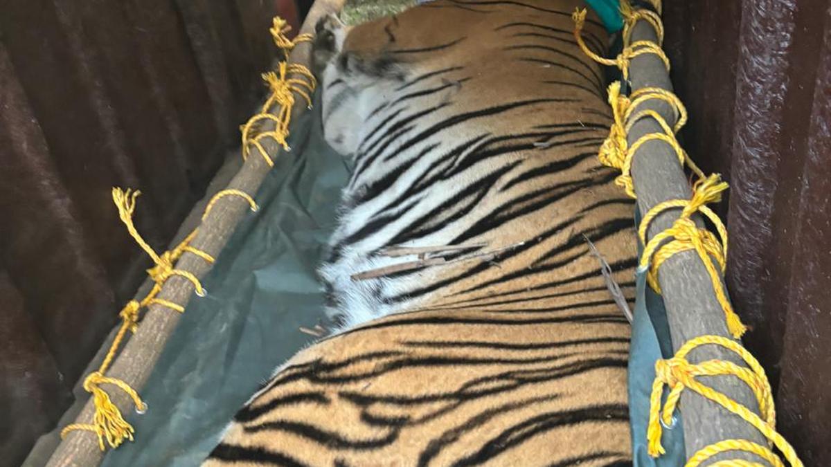 Tigress Zeenat tranquillised and caged in South Bengal after many failed attempts