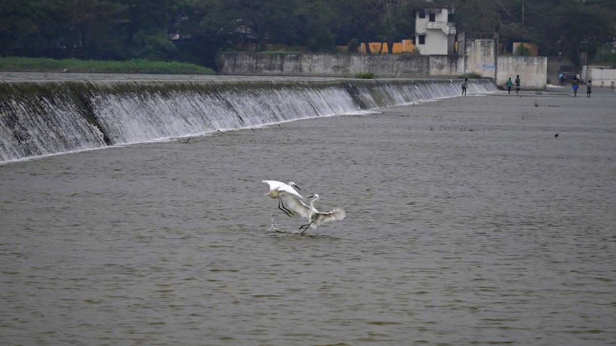 Environmentalists and farmers raise concern over move to sink tubewells on Sitheri anaicut bund