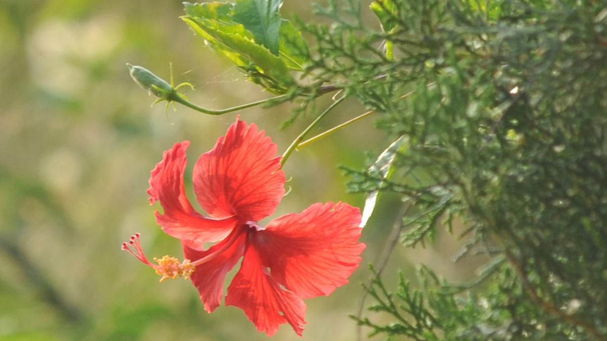 Why the hibiscus is a well-liked selection with gardeners in Bengaluru