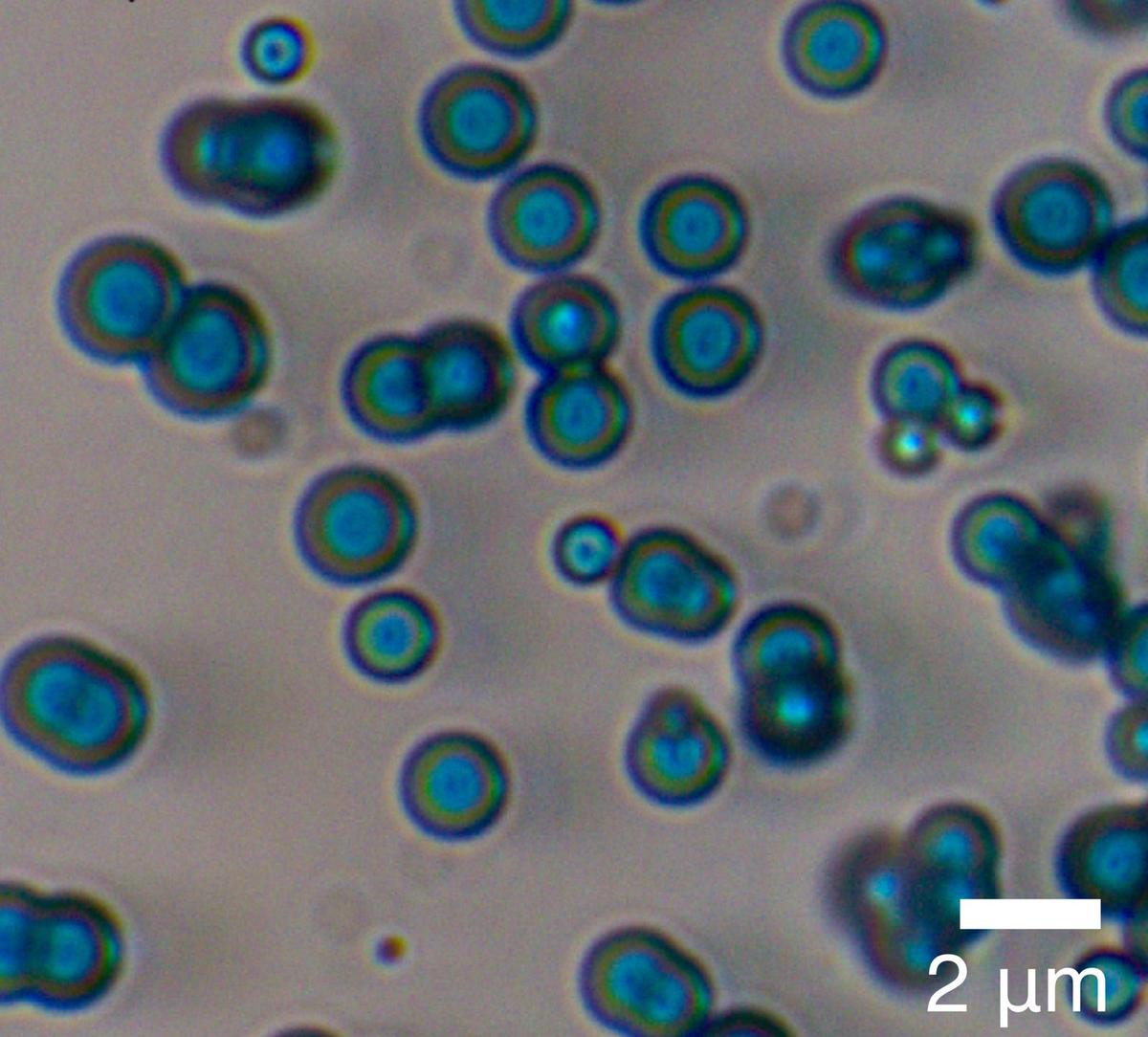 The blue spheres as seen through a microscope The blue spheres as seen through a microscope