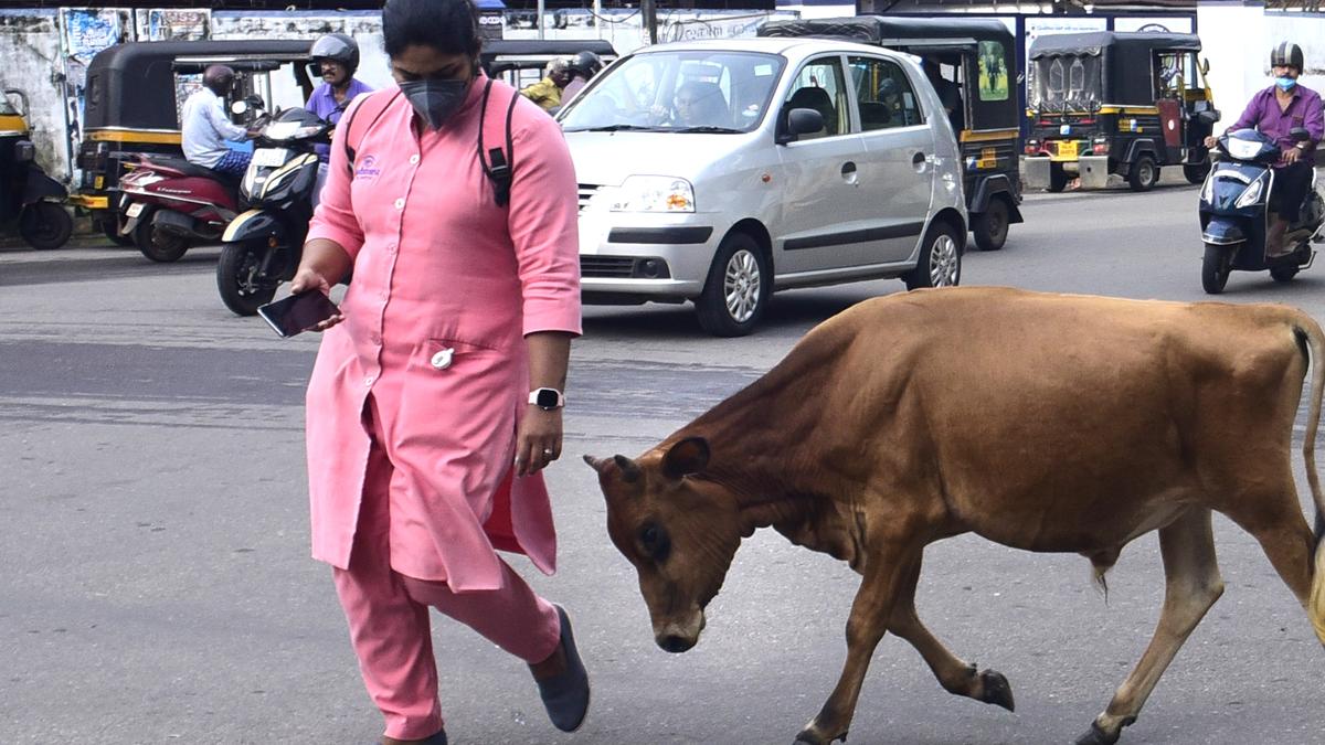 Fruit vendor killed in north Delhi in stray bull attack