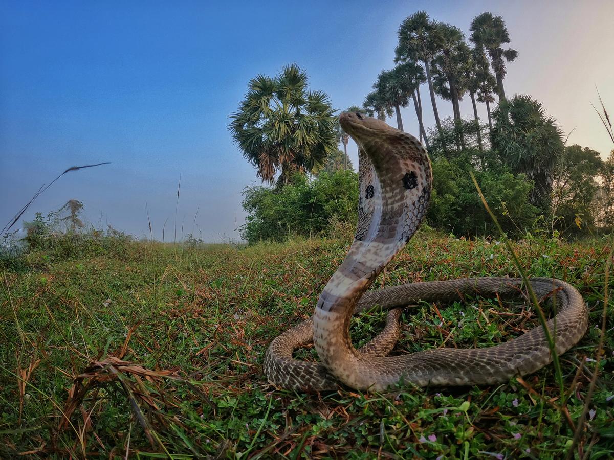 A spectacled cobra,  one of the big four poisonous snakes of India.