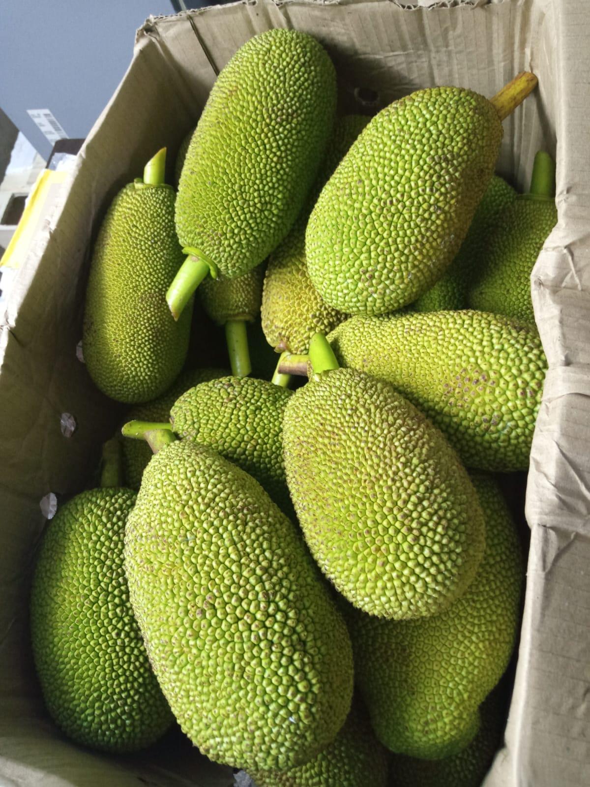 Tender jackfruit or idichakka Tender jackfruit or idichakka