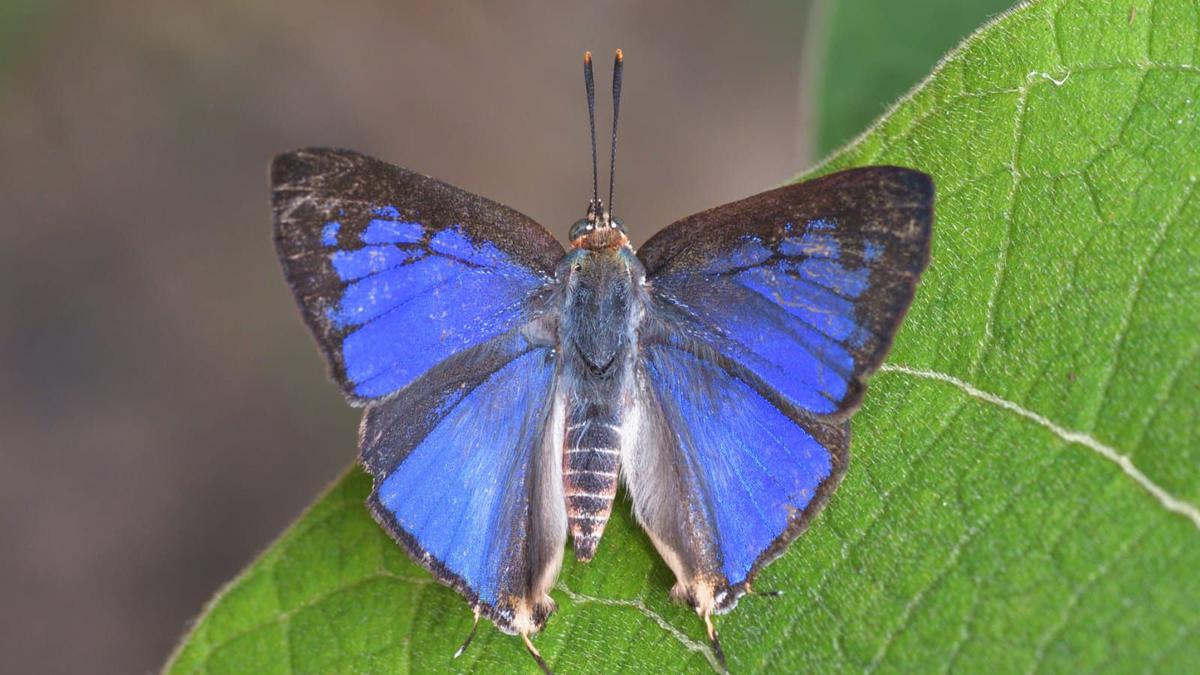 New species of butterfly discovered in Western Ghats after 33 years