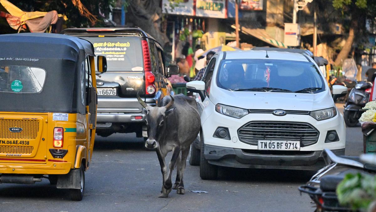 Cattle menace in Chennai may persist as work on the third shelter is yet to start