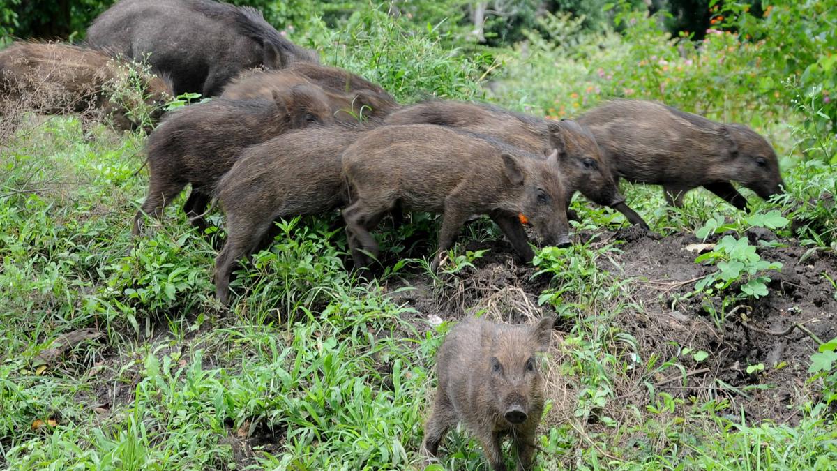 Special trap cages to be deployed near forests to curb intrusion of wild boars