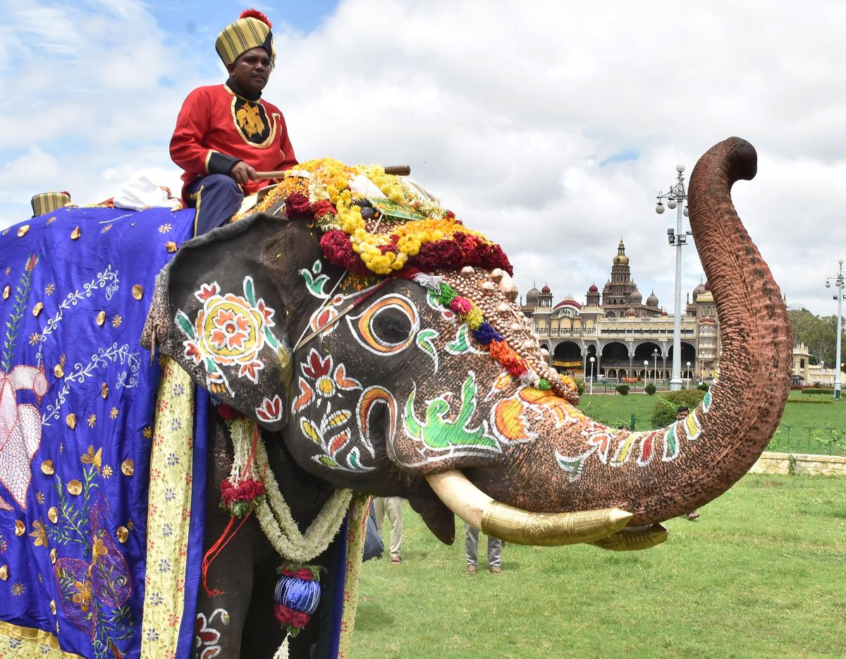 Abhimanyu is the lead elephant of Dasara jumbo squad and this tall tusker carries the 750-kilo golden howdah during the famed Jamboo Savari. 