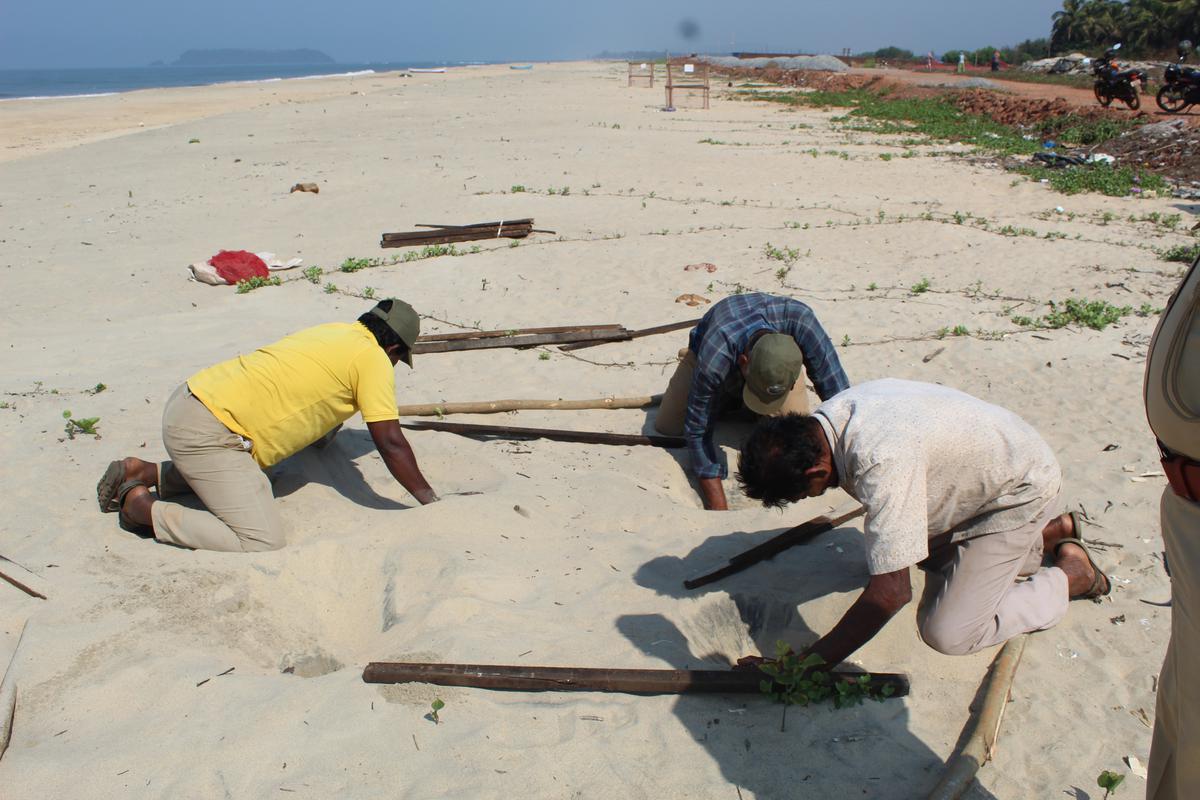 Turtle conservation activity takes place on the beach.