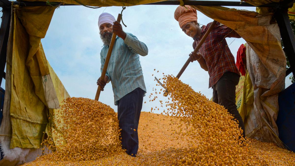 Punjab moves Supreme Court against Union for refusing to reimburse fees on food grains procurement