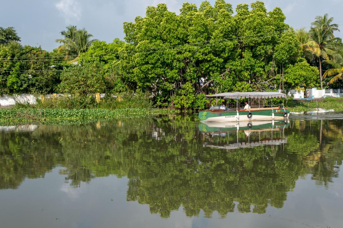 The mangroves at Kadamakkudy 