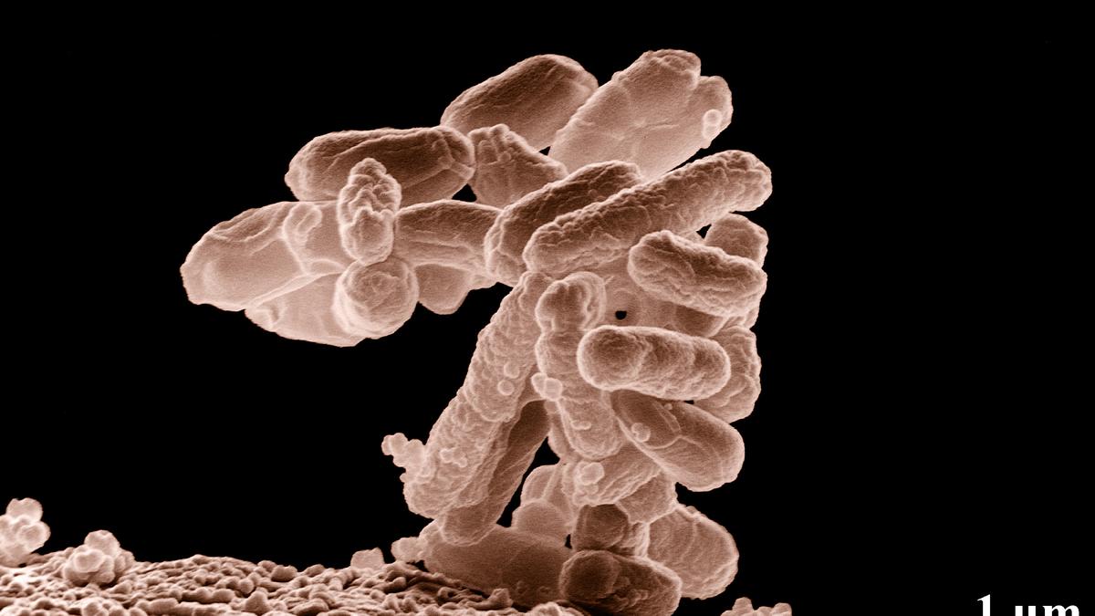 Science Quiz: On antimicrobial resistance