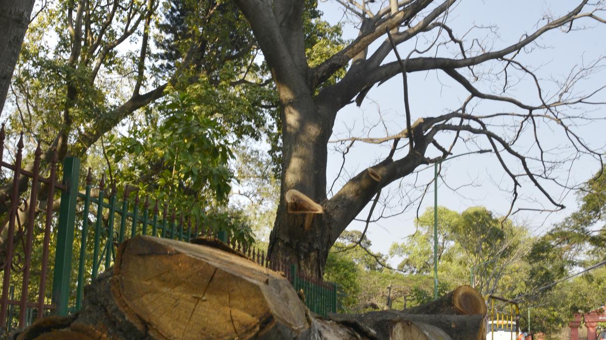 BBMP launches campaign to remove hazardous trees