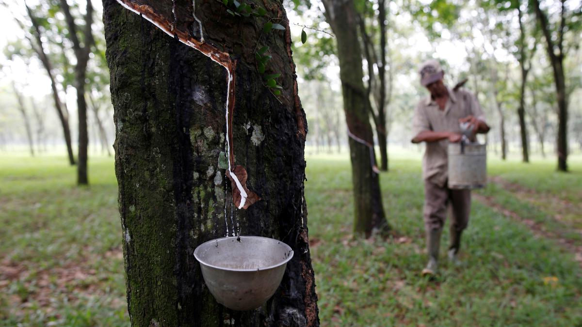 Campco urges government to buy rubber under minimum support price