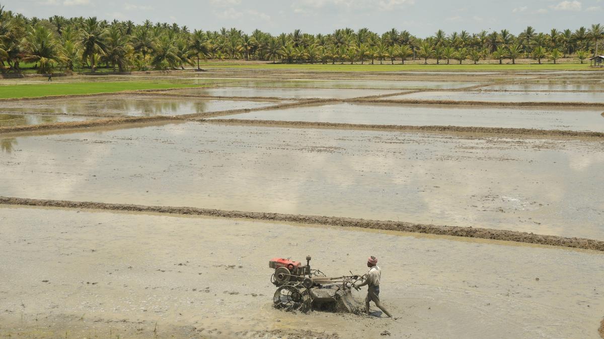 Triumph&nbsp;in the delta