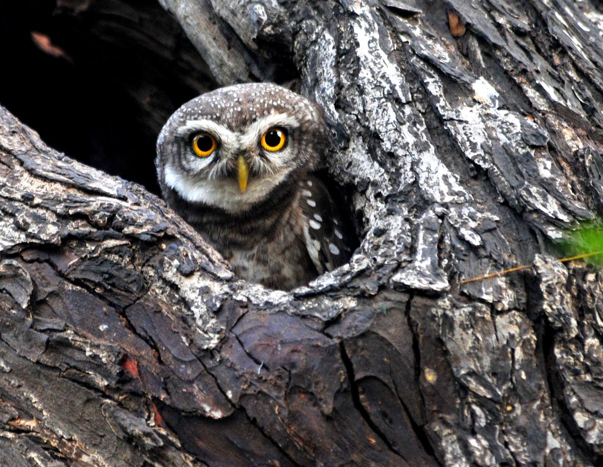 A spotted owlet peeping out of its home rom a tree at the Biodiversity Park. 