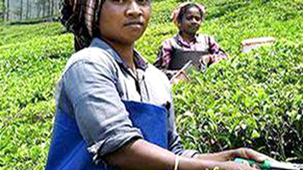 Demand for tea soars as production dips following winter in plantations