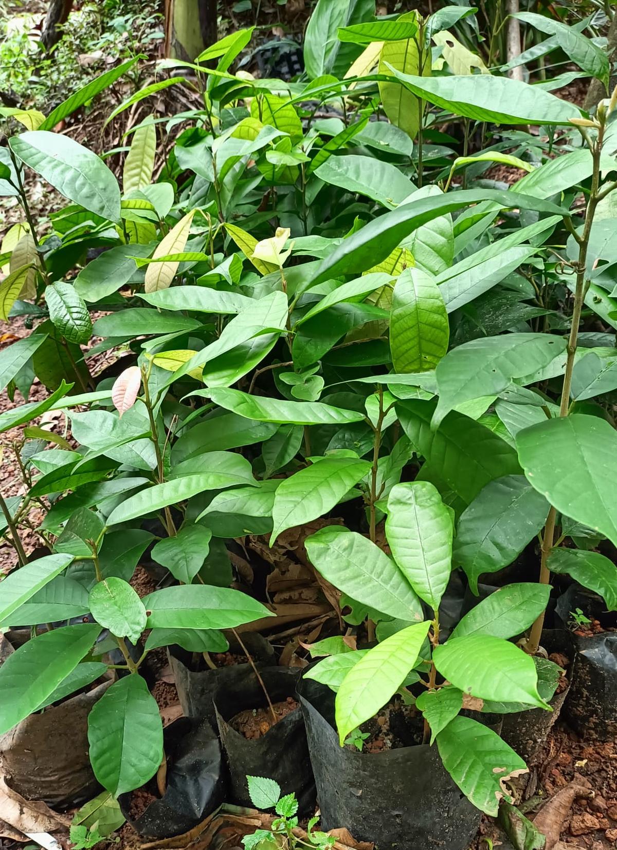 Kunthirikkam saplings