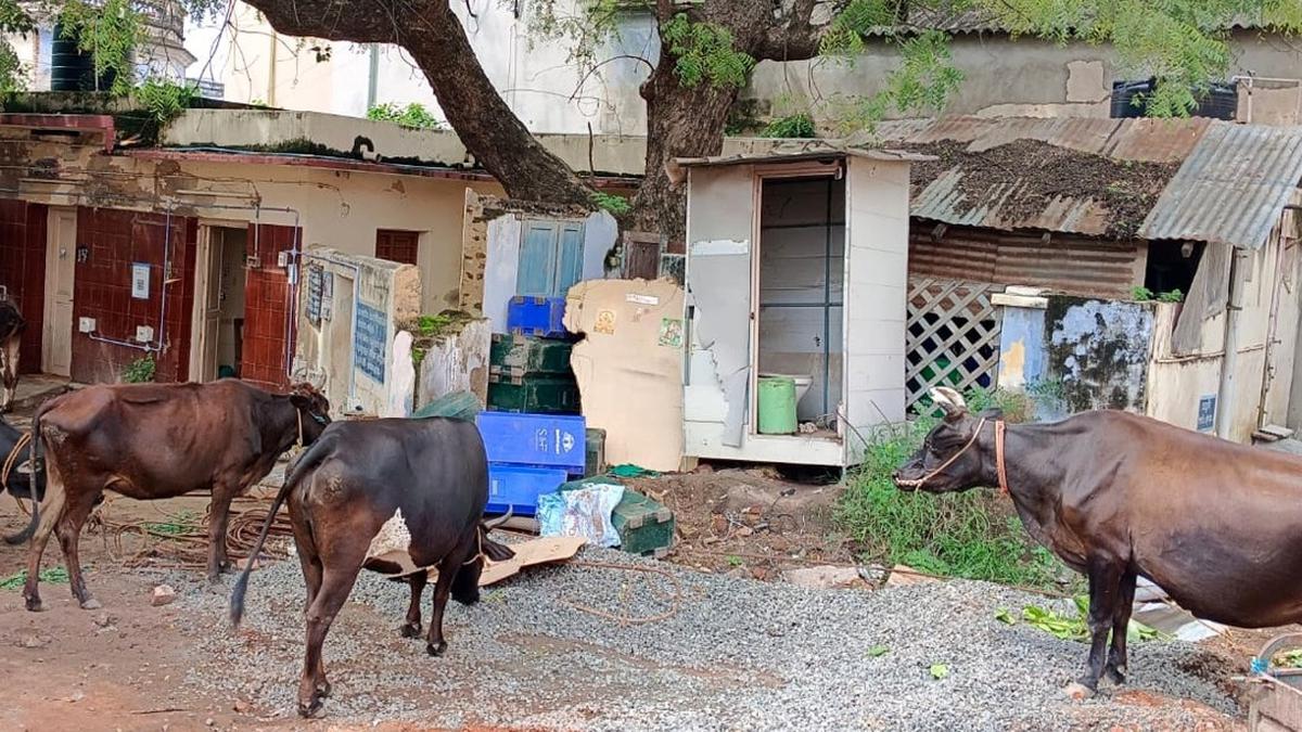57 stray cattle impounded in Tiruneveli; cases registered against six owners
