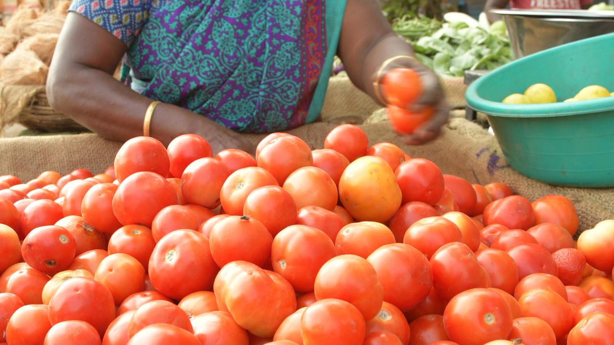 Prices of tomato plummet in Tiruchi