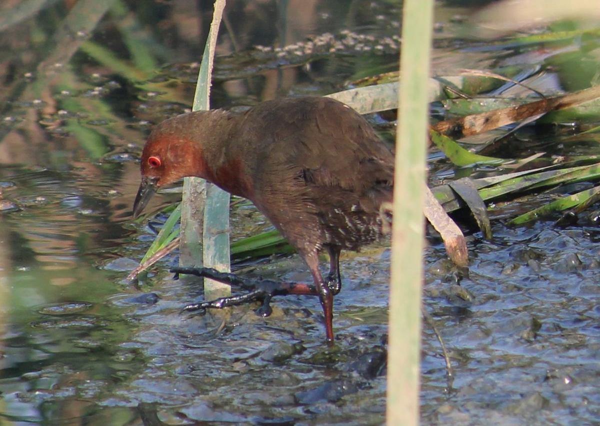 A ruddy-breasted crake forages for food in a swamp in Karapakkam along Pallikaranai Marsh in September 2021. 