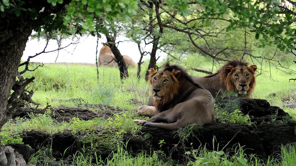 Madhya Pradesh to get two lions from Gujarat in exchange for two tigers: Forest dept