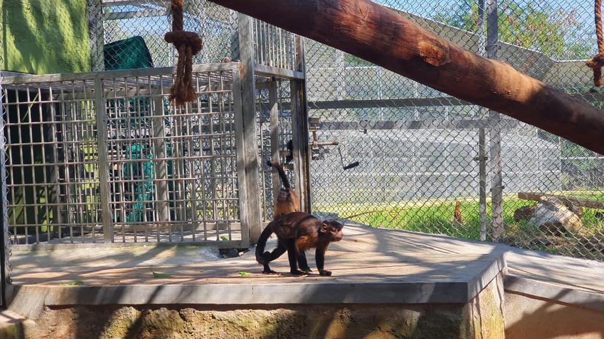 BBP imports eight black-capped capuchin monkeys from South Africa