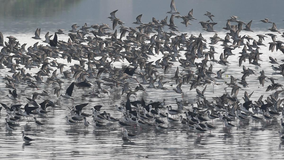 Fighting what climate change is doing to animals merits a change of India’s own