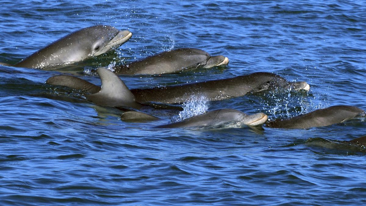 Dolphin moms use baby talk to call to their young, recordings show