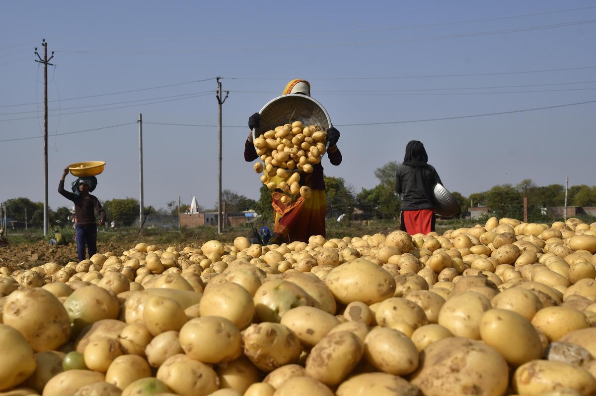 Daily wage workers engaged in harvesting potato in a field in Agra district, Uttar Pradesh, on March 1, 2023. 