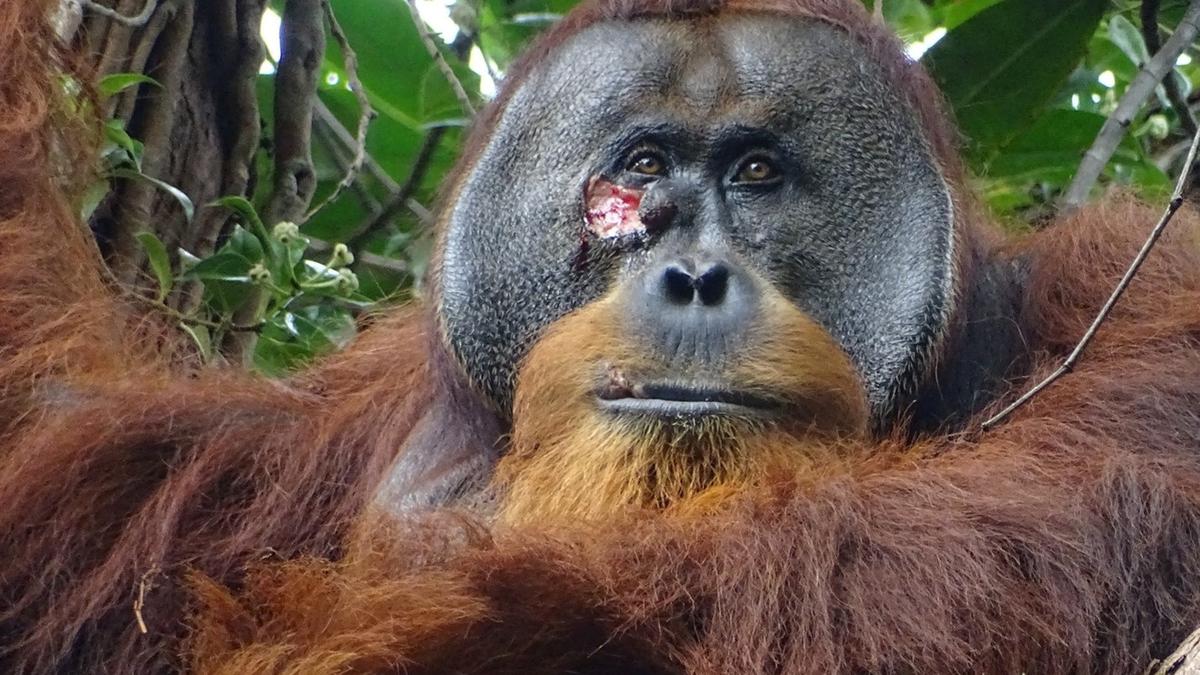 A wild orangutan used a medicinal plant to treat a wound, scientists say