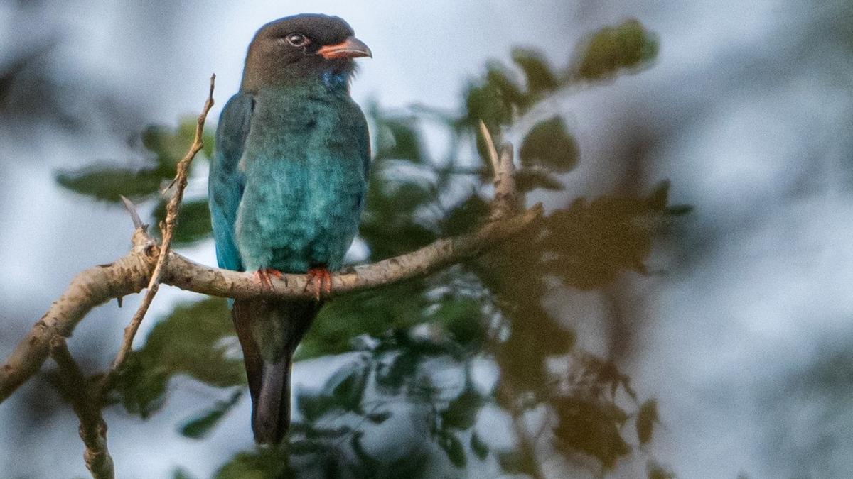 An Oriental dollarbird ‘stops by’ Chembarambakkam lake