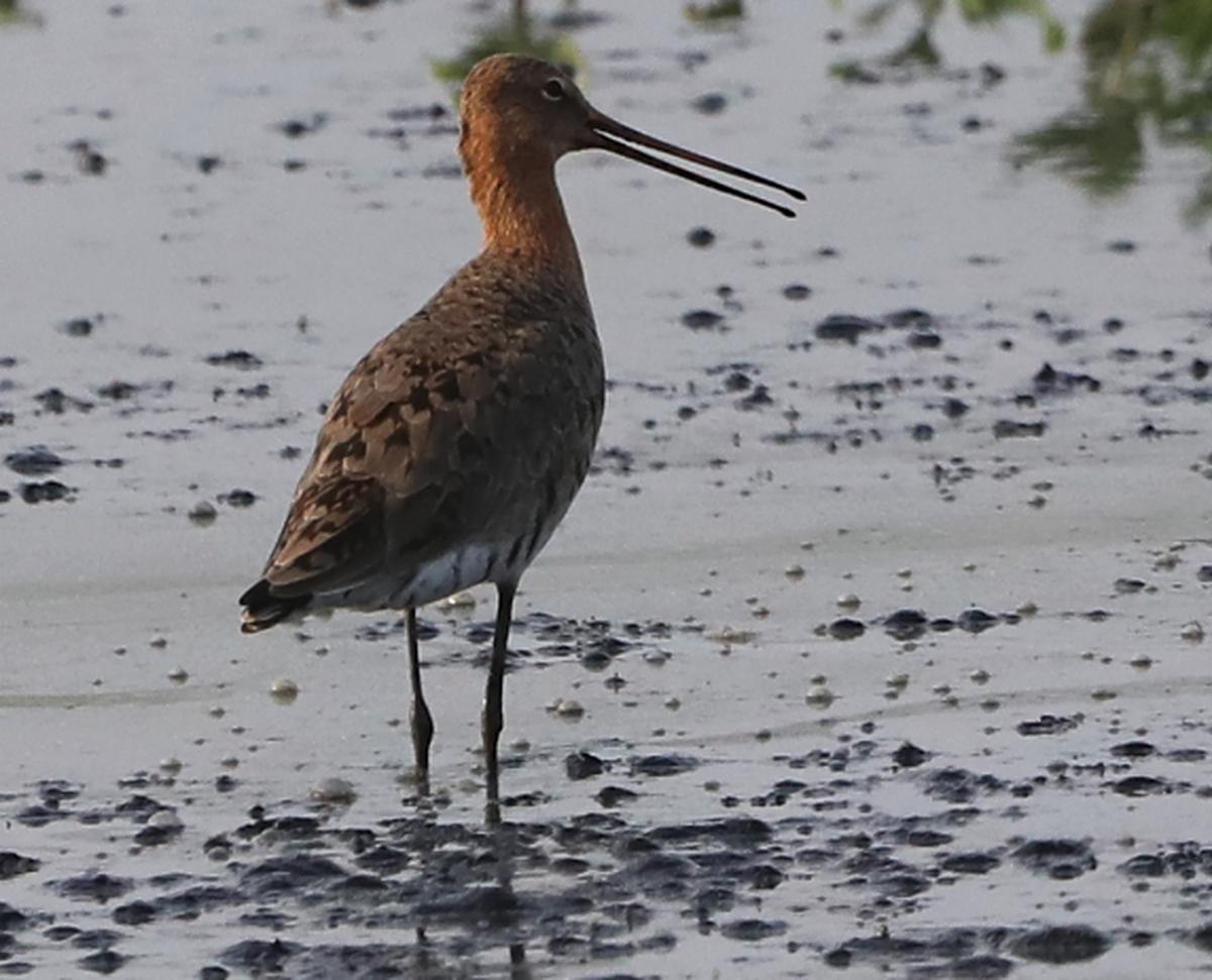 The black tailed godwit at Perumbakkam on April 10, 2025. Photo: Prince Frederick The black tailed godwit at Perumbakkam on April 10, 2025. Photo: Prince Frederick