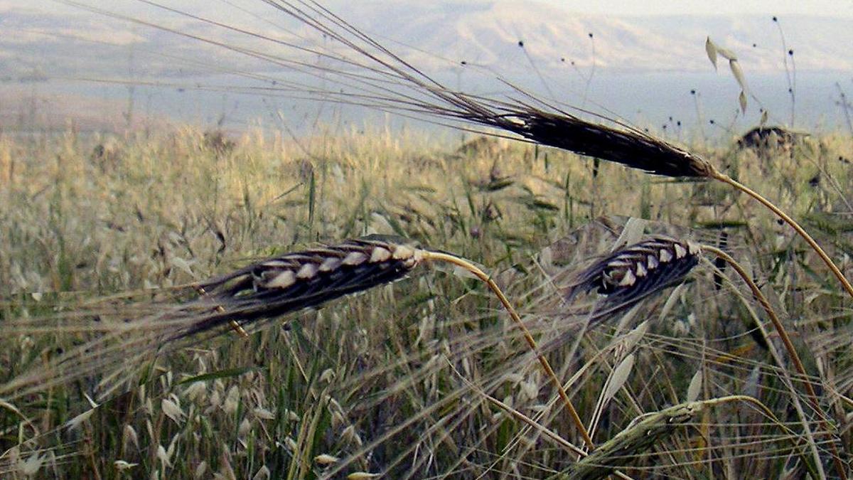 Mission Khapli helps farmers get better prices for Emmer wheat favoured by health conscious customers