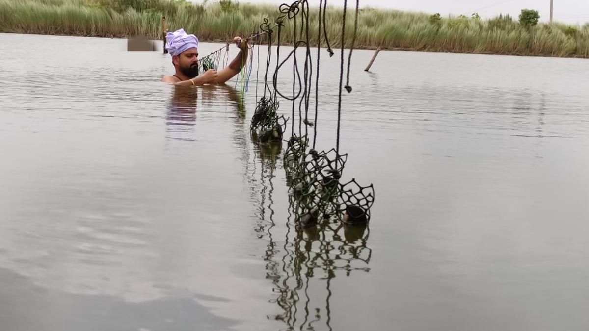 Pearl farming is slowly and surely catching the light in Bihar
