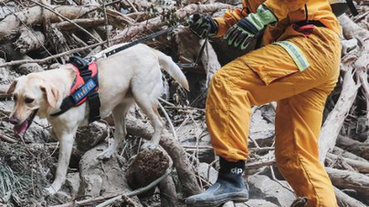 Taiwan earthquake: Dogs searching for earthquake victims win hearts in Taiwan