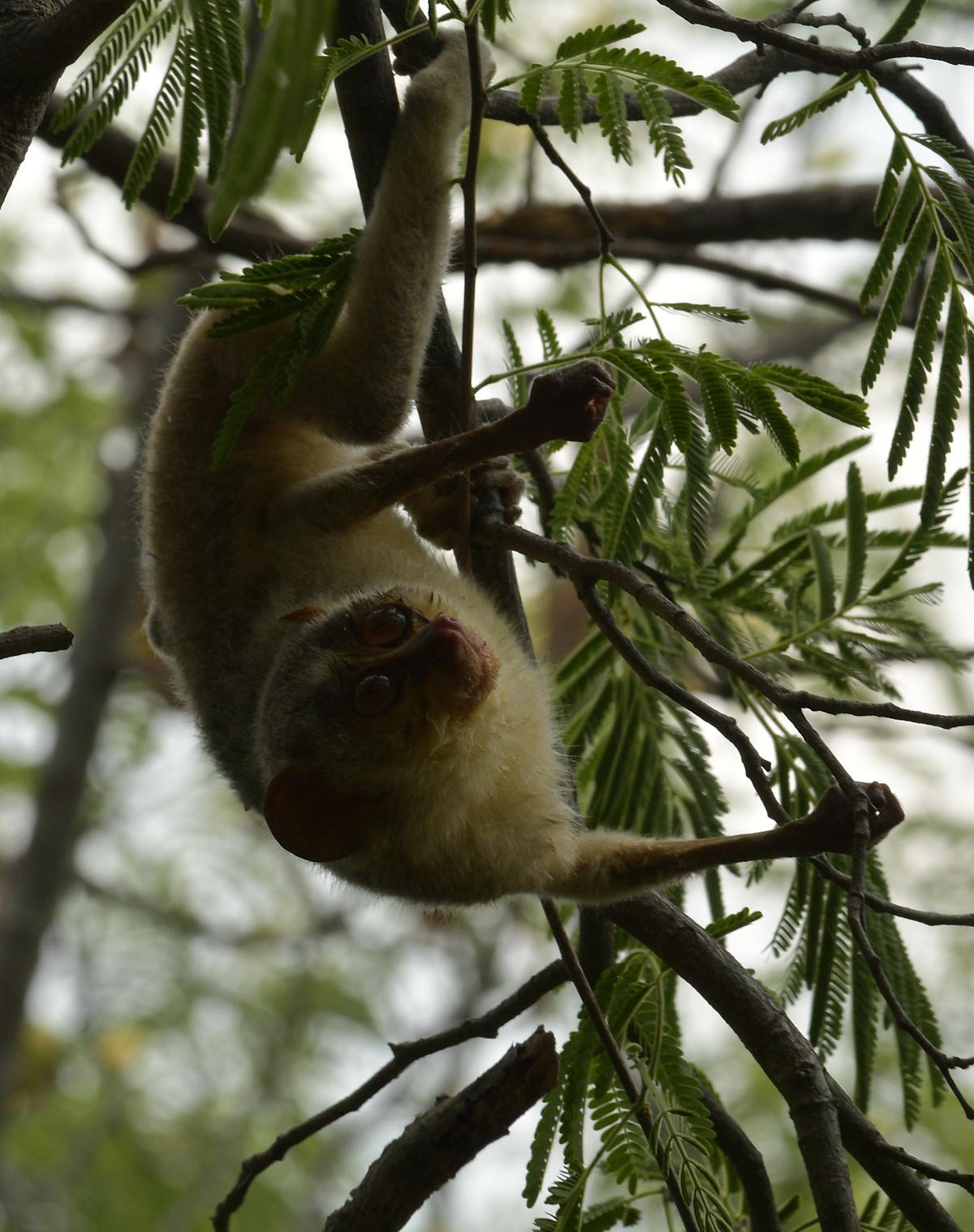 a-sanctuary-for-slender-loris-the-hindu