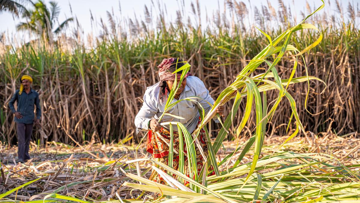 Give timeline for implementation of policies for migrant sugarcane workers, Bombay HC tells Maharashtra government
