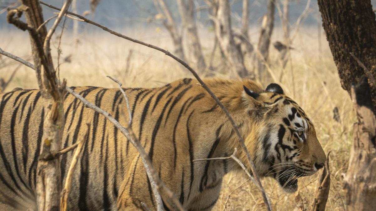 Tiger poisoned to death near Satpura Reserve; five arrested
