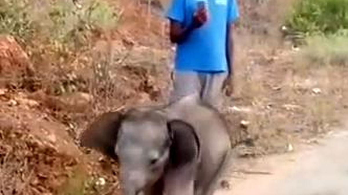 Elephant calf gets separated from herd near Sirumugai