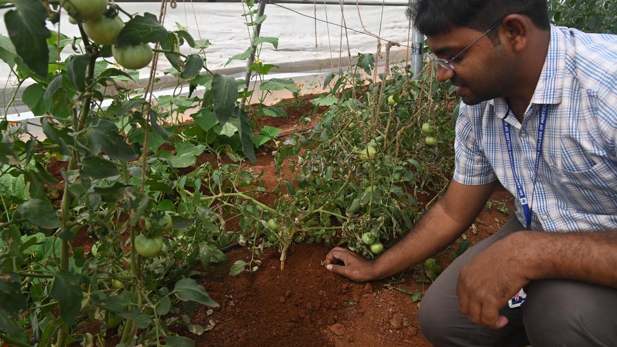Anantapur horticulture college grows high-yield grafted tomato plants with longer lifespan