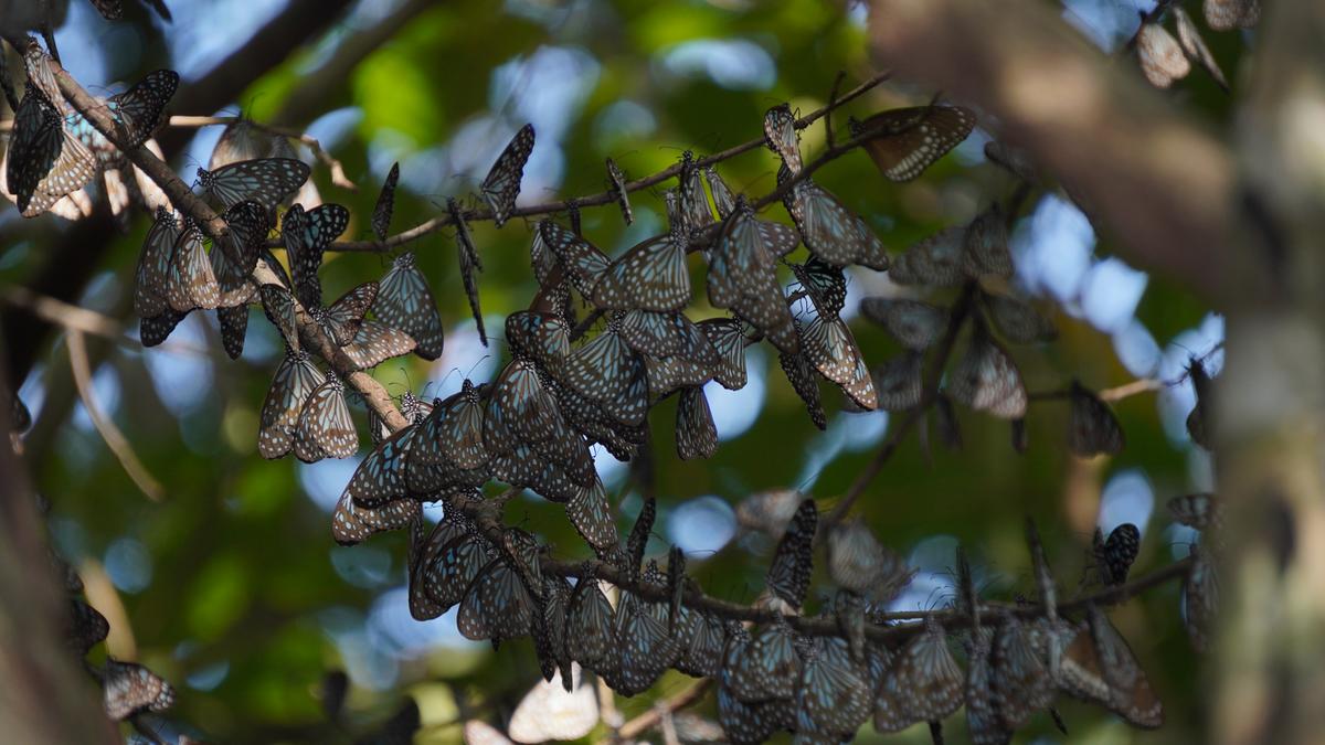 Butterflies migrate in large numbers to Western Ghats in Tamil Nadu