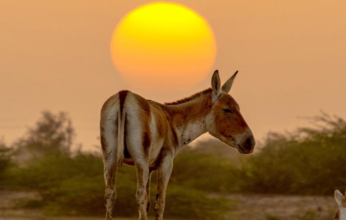 Indian Wild Ass enjoying sunset time with calf and family at Little Rann of Kutch.