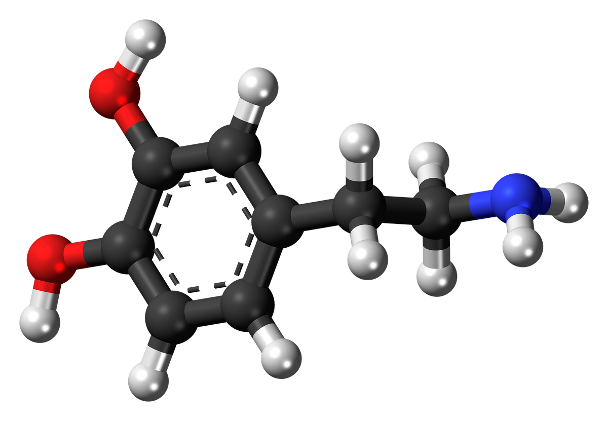 A ball-and-stick model of the dopamine molecule A ball-and-stick model of the dopamine molecule