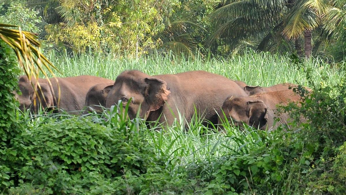 Trekking activities suspended in areas frequented by wildlife