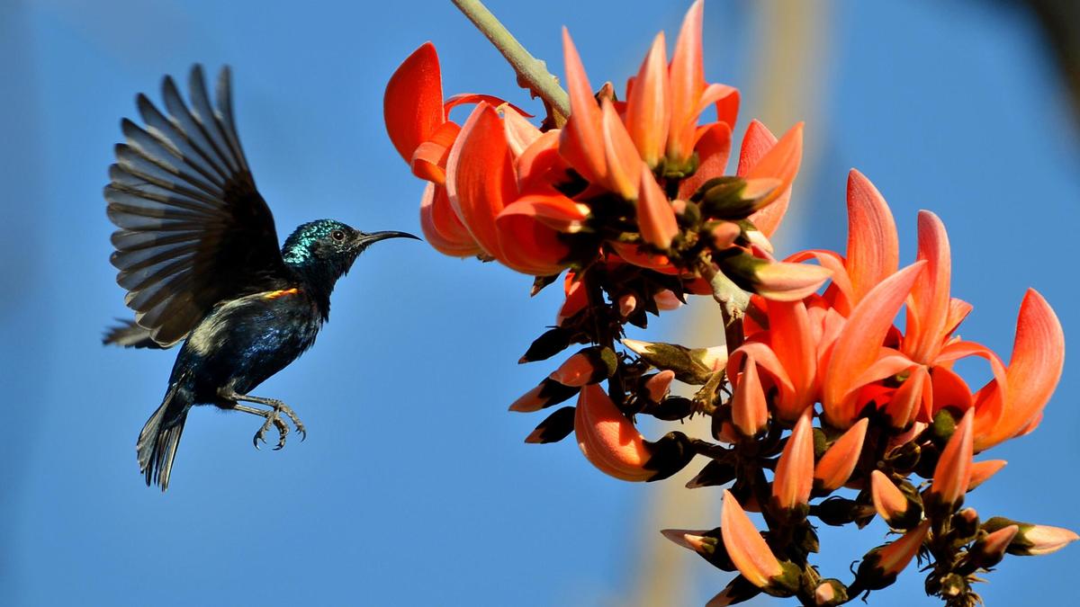 Great Backyard Bird Count 2026: North Coastal Andhra posts strong species tally